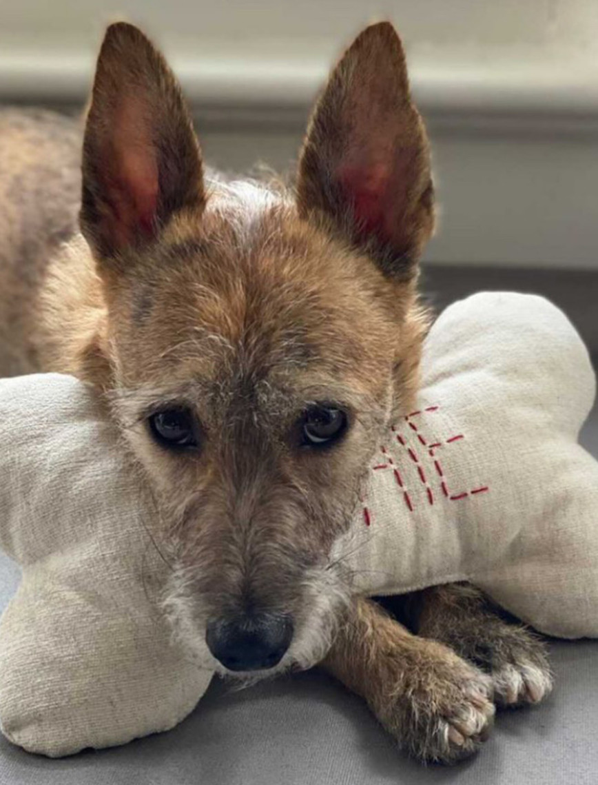 St. Pia Bone Köpek Yastığı St. Pia Bone Köpek Yastığı