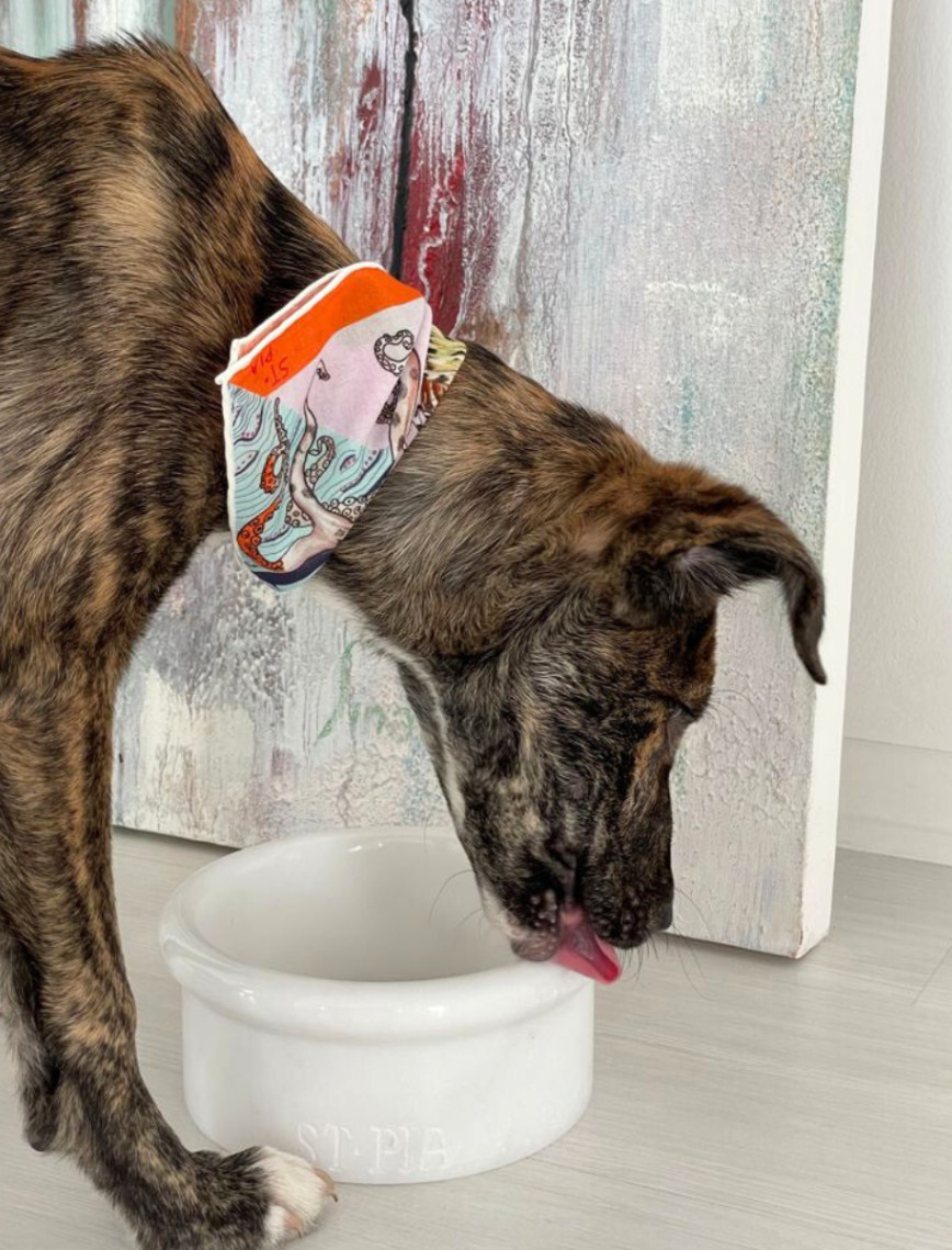 St. Pia Marbowl Mama ve Su Kabı St. Pia Marbowl Mama ve Su Kabı