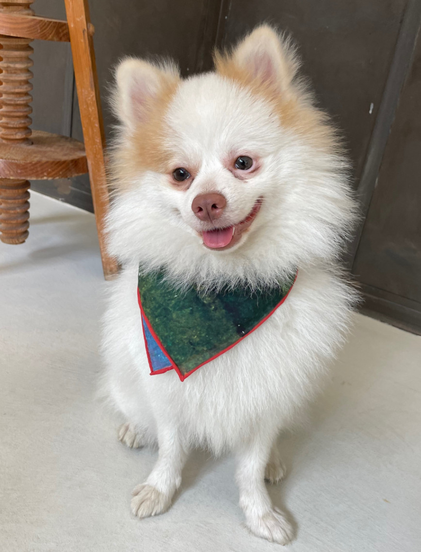 St. Pia Party Bandana - Pet ve İnsan Aksesuarı St. Pia Party Bandana - Pet ve İnsan Aksesuarı