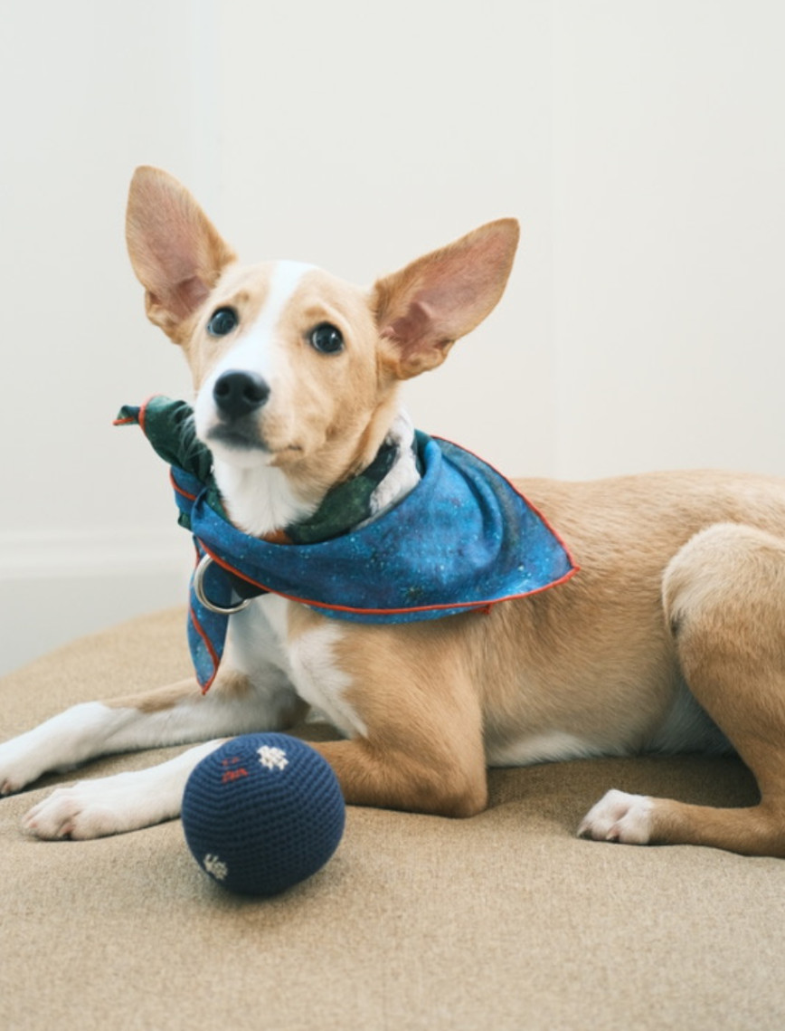 St. Pia Party Bandana - Pet ve İnsan Aksesuarı St. Pia Party Bandana - Pet ve İnsan Aksesuarı