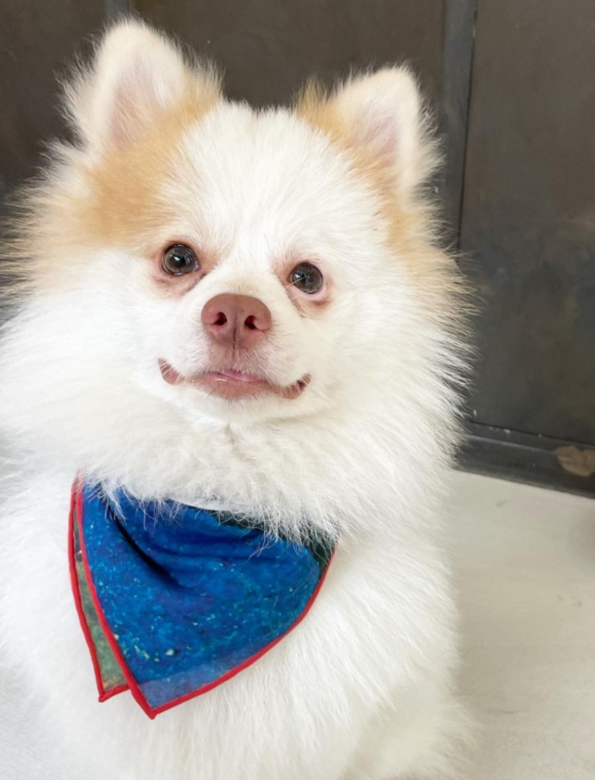 St. Pia Party Bandana - Pet ve İnsan Aksesuarı St. Pia Party Bandana - Pet ve İnsan Aksesuarı