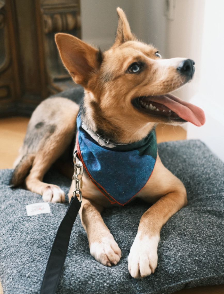 St. Pia Party Bandana - Pet ve İnsan Aksesuarı St. Pia Party Bandana - Pet ve İnsan Aksesuarı