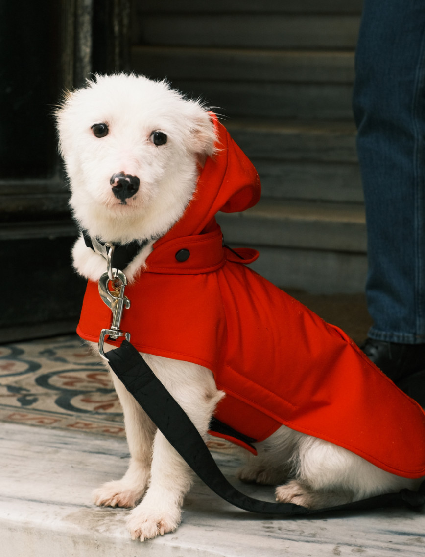 St. Pia Pluvio Köpek Yağmurluğu St. Pia Pluvio Köpek Yağmurluğu